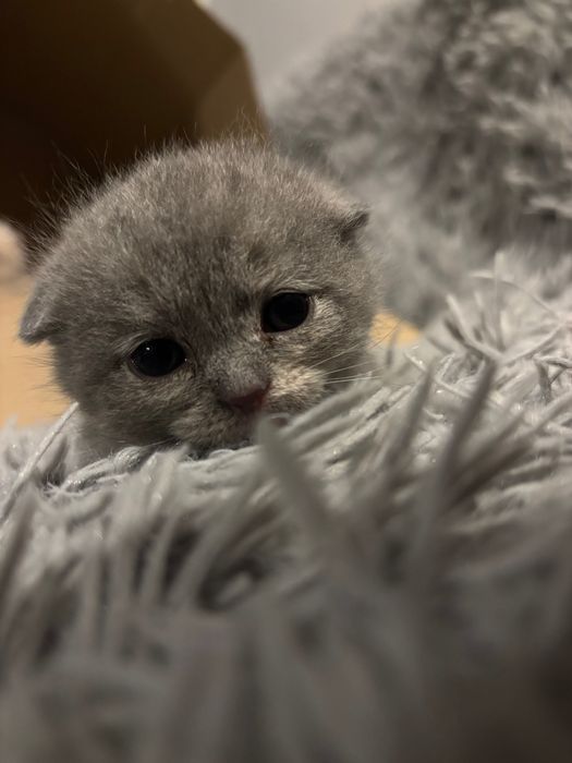 Неймовірно милі шотландські кошенята шукають свої люблячі родини