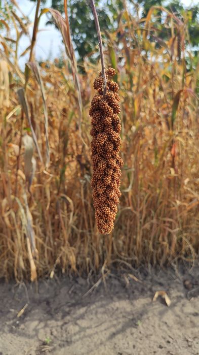 Смачна  ЧУМИЗА  для вашого папуги