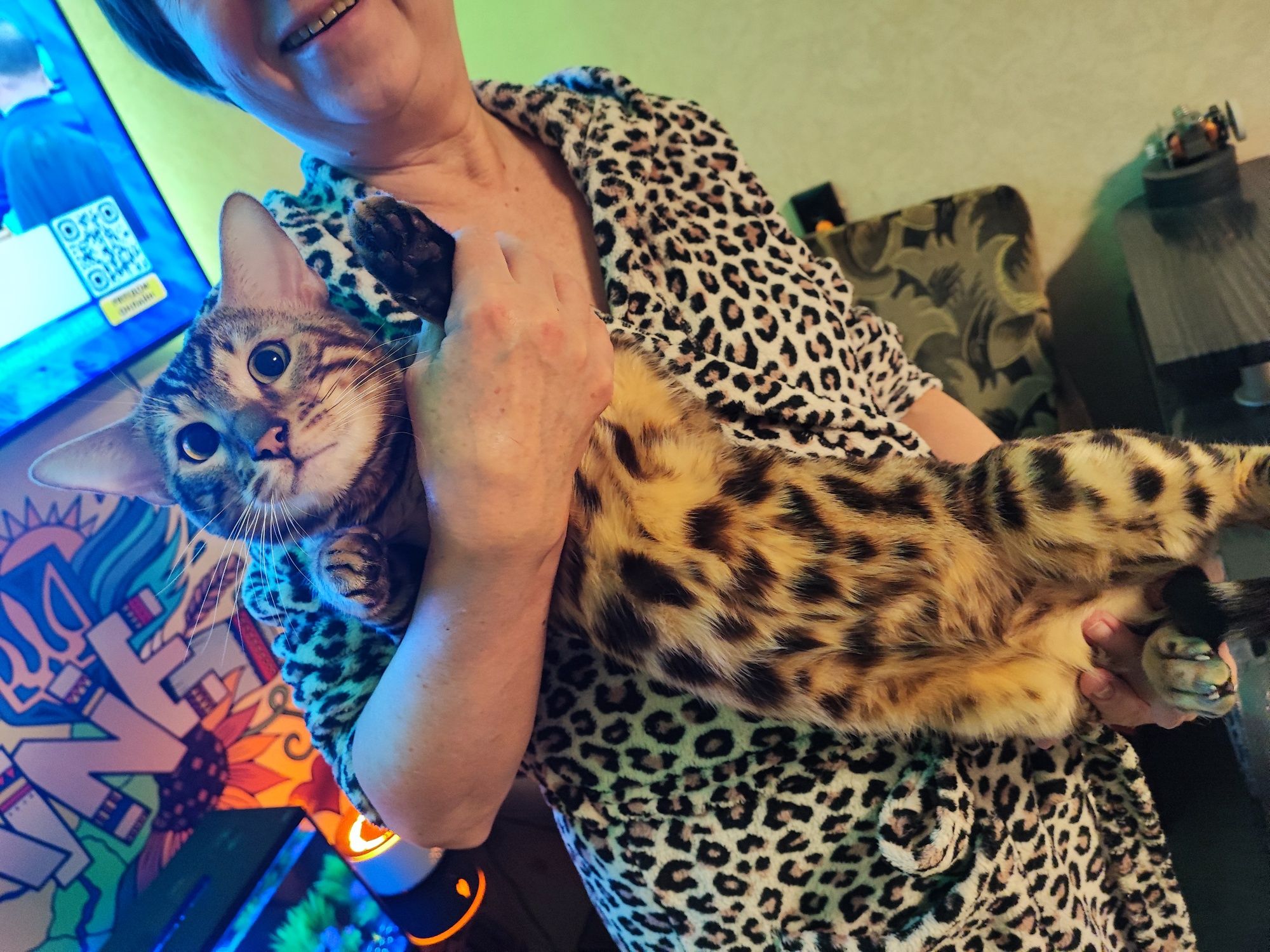 Бенгальский котик, вязка Днепр