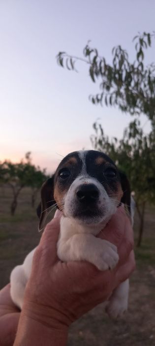 Jack Russell Terrier
