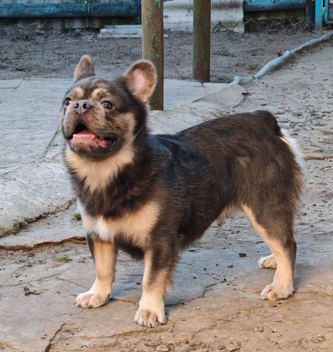 Французький бульдог Флаффі