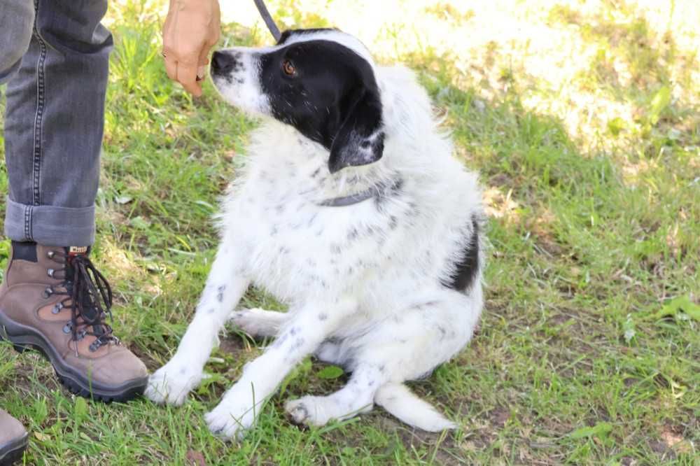 104615 Ludwik do adopcji