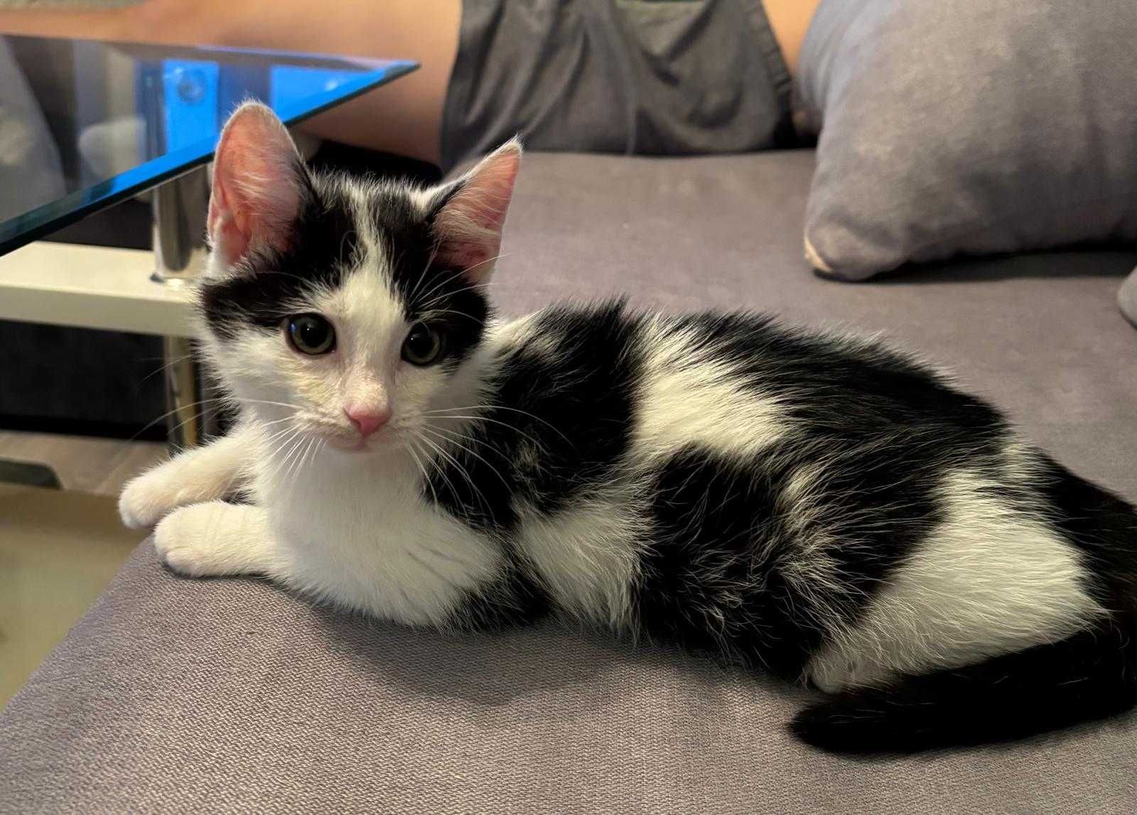 Eryk poleca się do adopcji