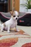 Chihuahua Pêlo Curto