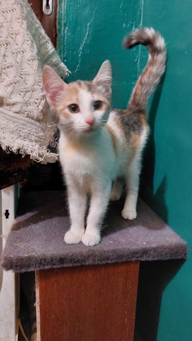 Кошенята в добрі руки