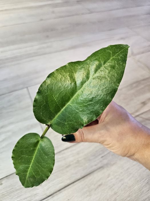 Hoya versteegii. Sadzonka