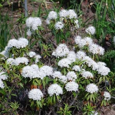 Рододендрон білий