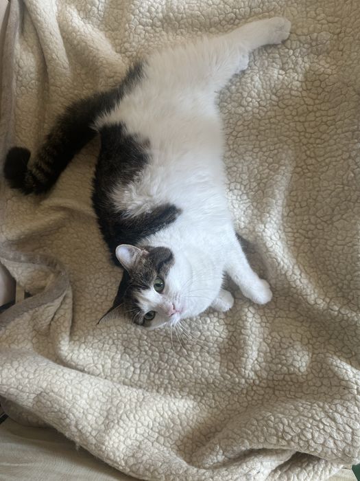 Кошенятка шукають найкращий дім