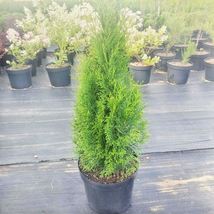 Tuja Thuja Szmaragd 100-110 !DONICZKA 10L (NIE 3L)!!