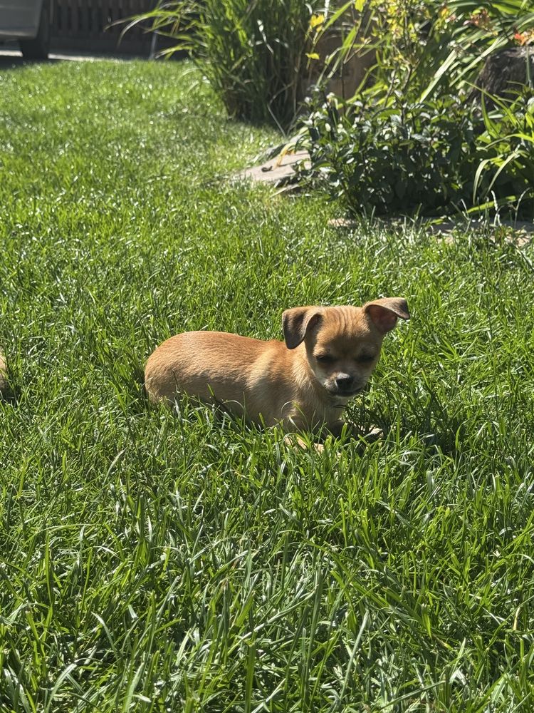 Piesek chihuahua