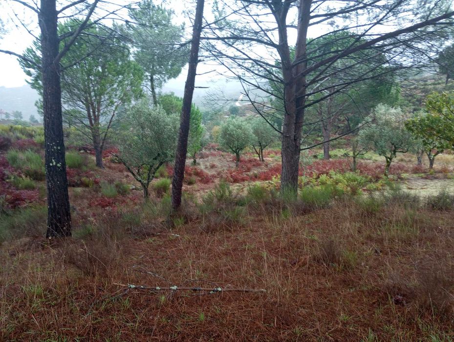 Pinhal novo e pequeno olival - Paranhos da Beira