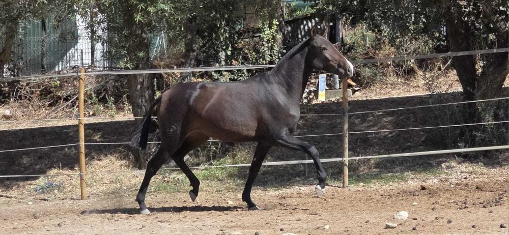 Poldra Lusitana com 2 anos