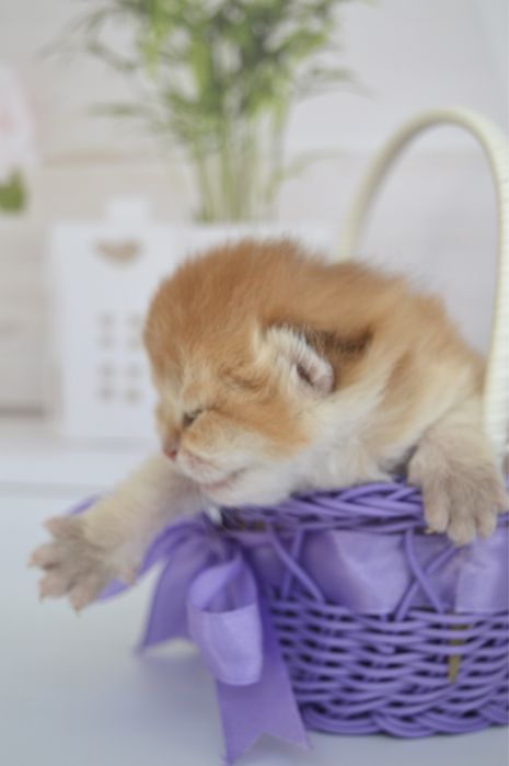 Британские котята золотая шиншилла/британські котята золота шиншила