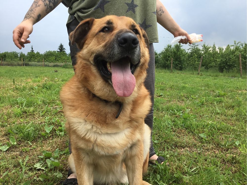 Rufi - 50-kilogramowy wspaniały pies do adopcji