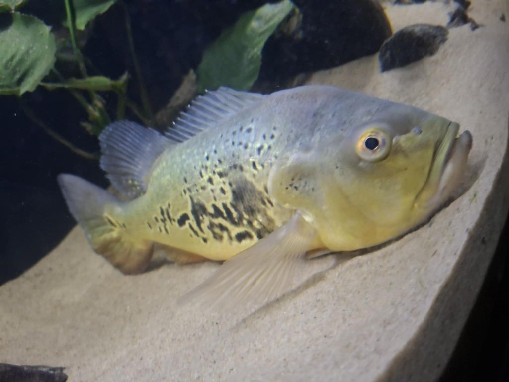 Cichla kelberi 40cm