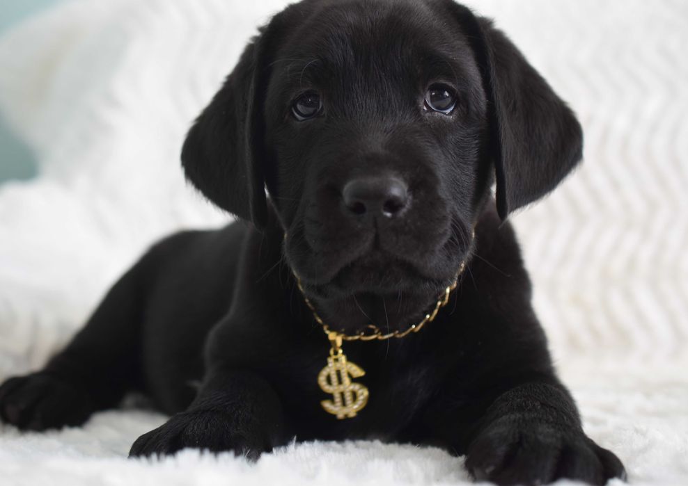 Wspaniały szczeniak Labrador Retriever