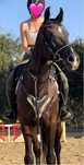 sprzedam konia sportowego