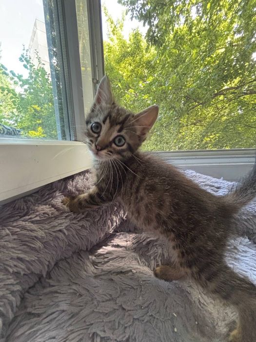 Кошенята малі тигрики котята хлопчик і дівчинка