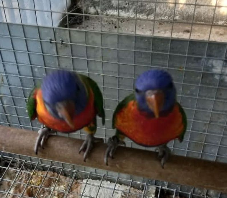 Agapornis caturras ring neck loris pyrrhuras papagaios arantigas sol d