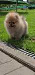 Super  Miś pomeranian chłopczyk.
