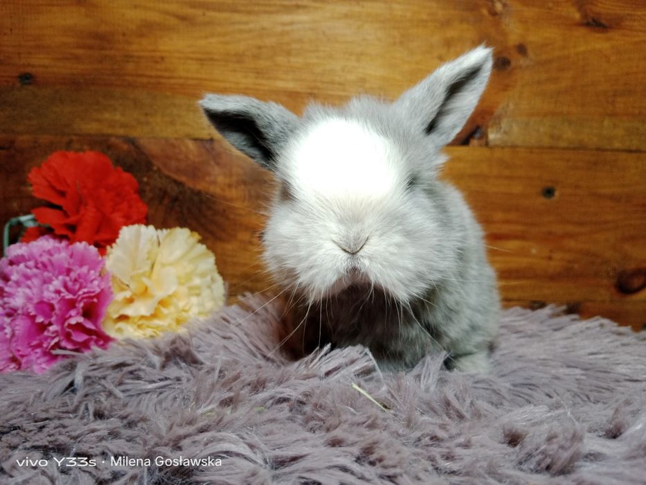 Mini lop, królik miaturka, króliczek baranek, karzełek