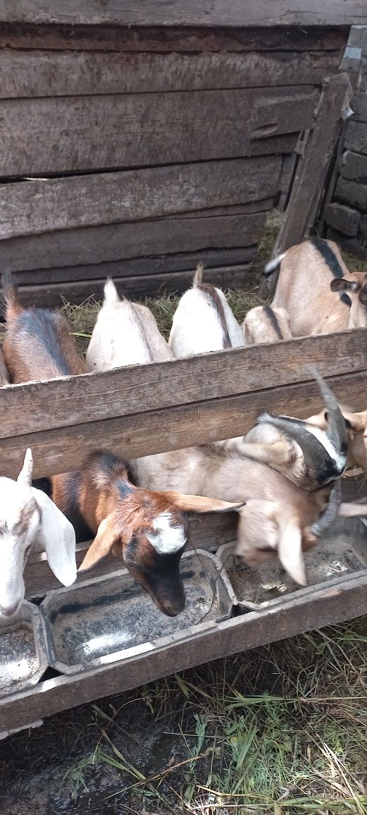 Продам козенят..