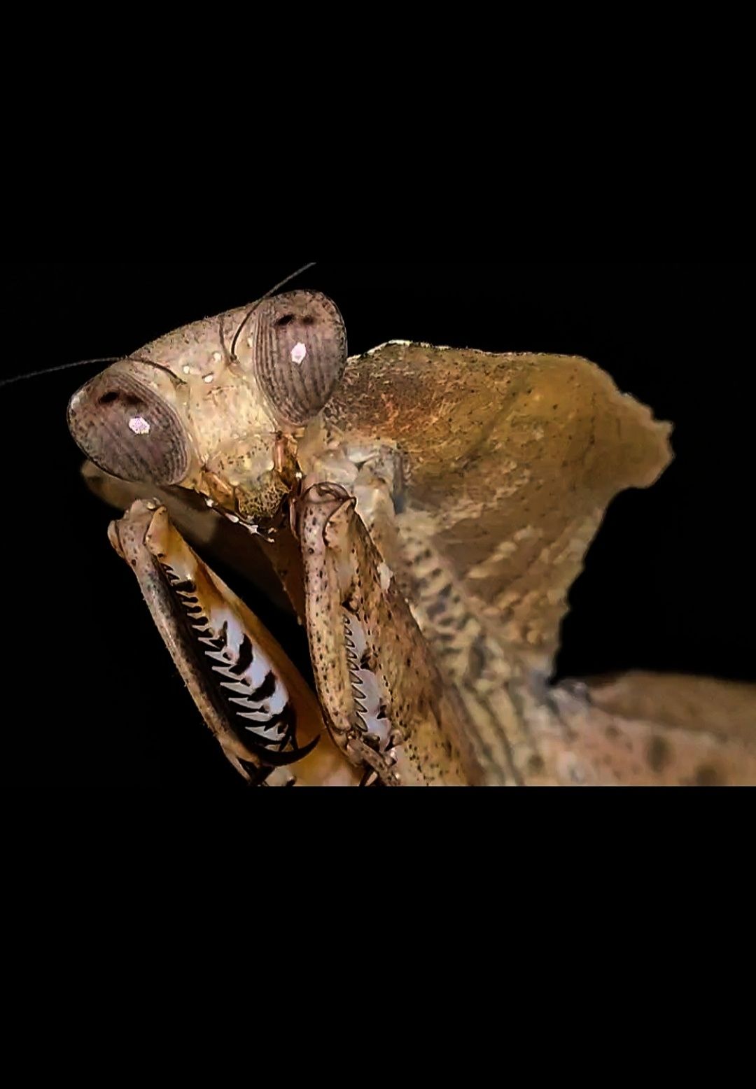 Modliszka Deroplatys desiccata