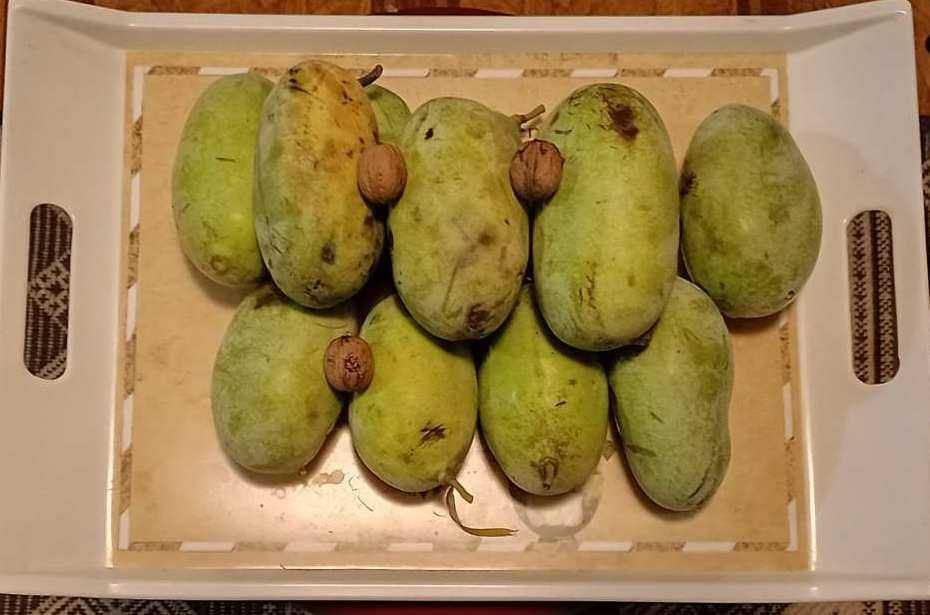 Азиміна Обмін Гінкго Ginkgo biloba