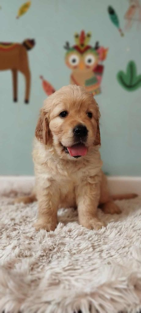 Szczeniak golden retriever