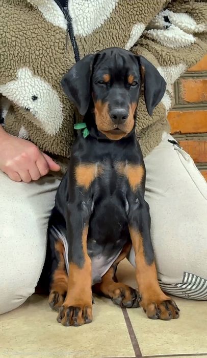 Щенки цуценята добермана, найкращі. Розплідник,гарантія, доставка