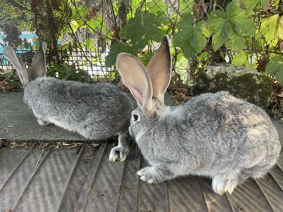 Продам кролиць.