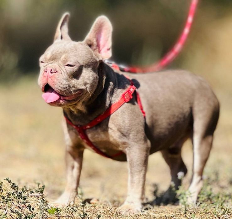 Кобель Ньюшайд тан предлогается для вязки