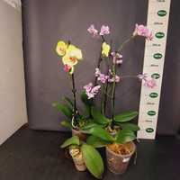 Орхідеї Набір 4шт Стан на фото 1100грн