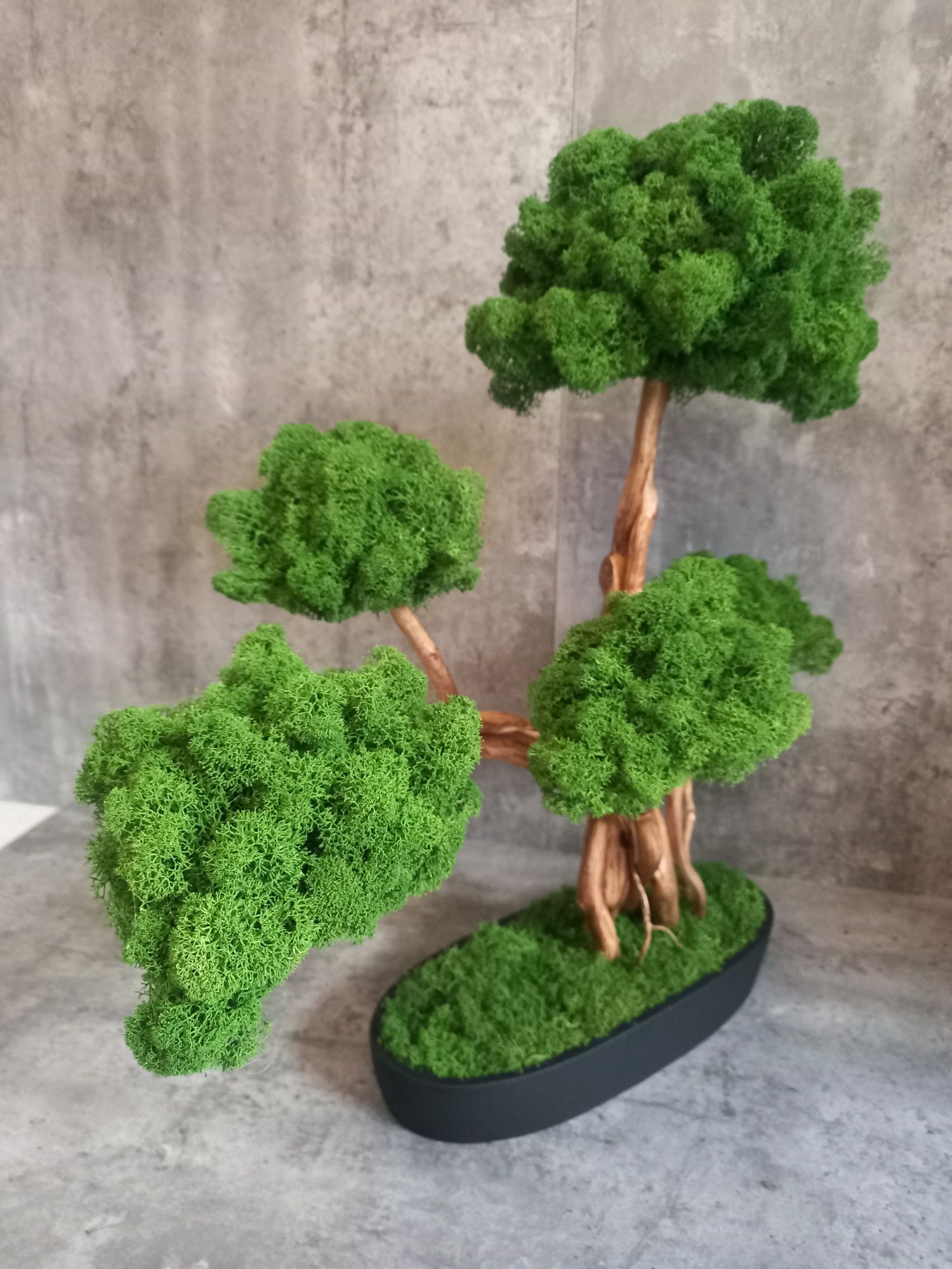 Drzewko Bonsai.50 cm.Prezent. Mech Chrobotek. Dekoracja wnętrz