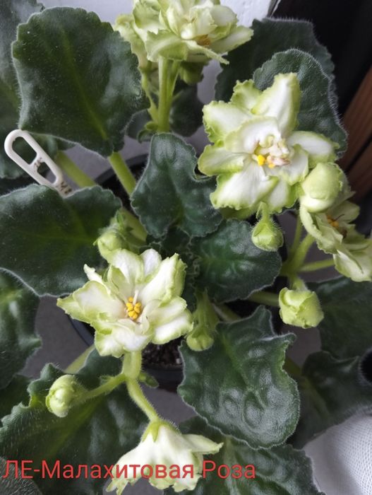 Фіалки  продаж обмін