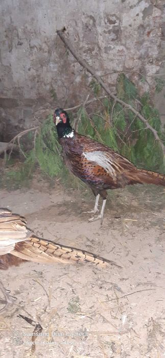 Bażant polny z własnej hodowli