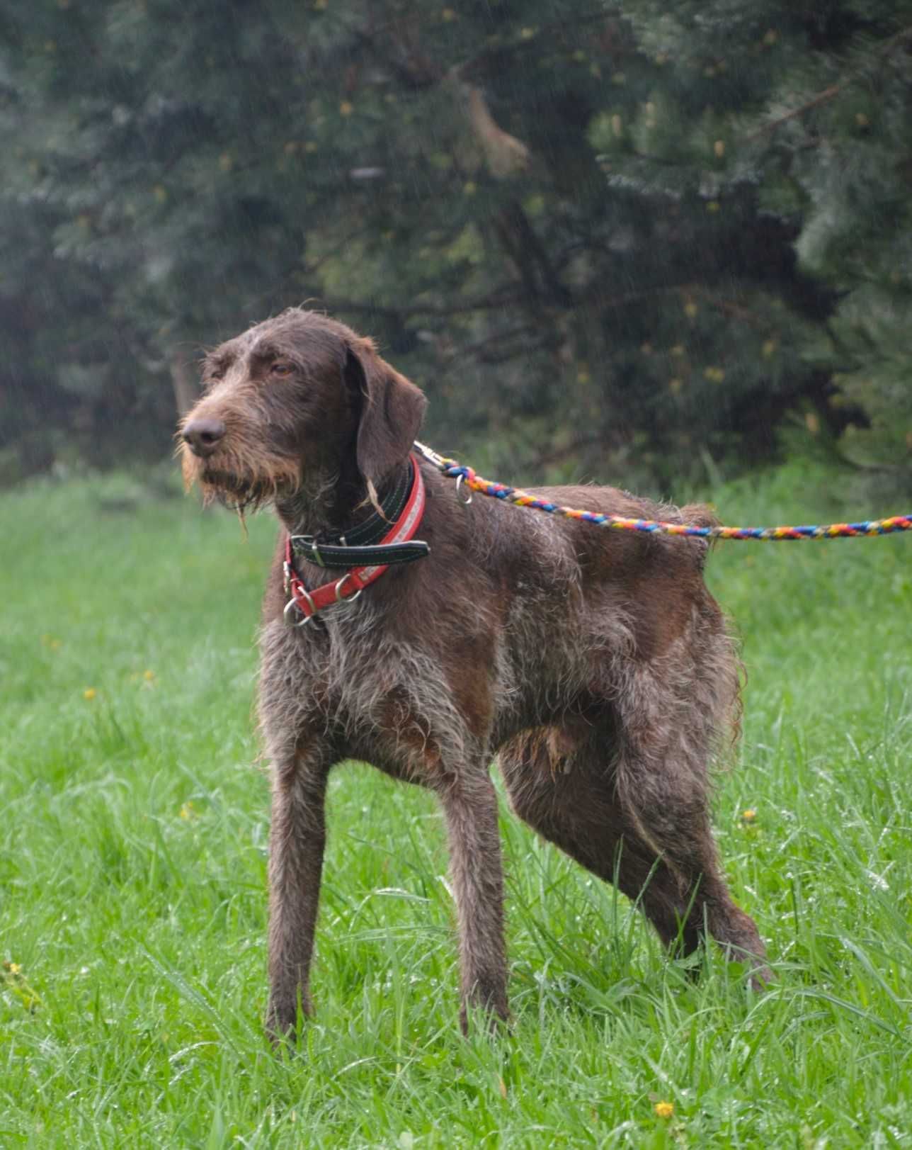 Charlie w typie wyżła szuka fajnego domu !