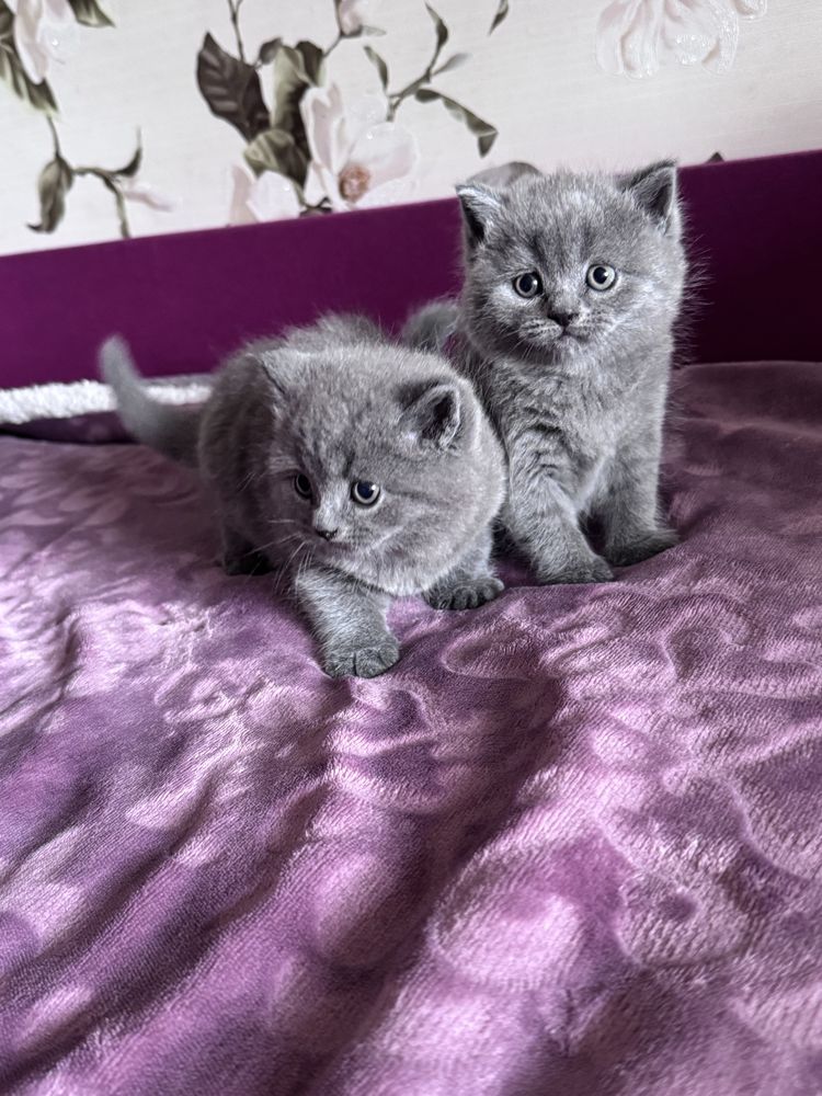 Кошенята шотланські прямовухі
