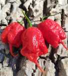 Насіння гострого перцю. Кароліна ріпер, Carolina Reaper