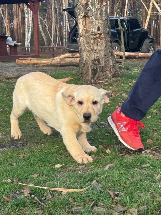 Дівчинка та хлопчик