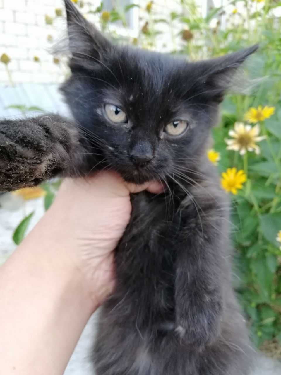 Отдам в добрые руки котят