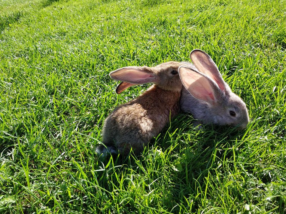 Samce olbrzym belgijski szary i srebrzysty