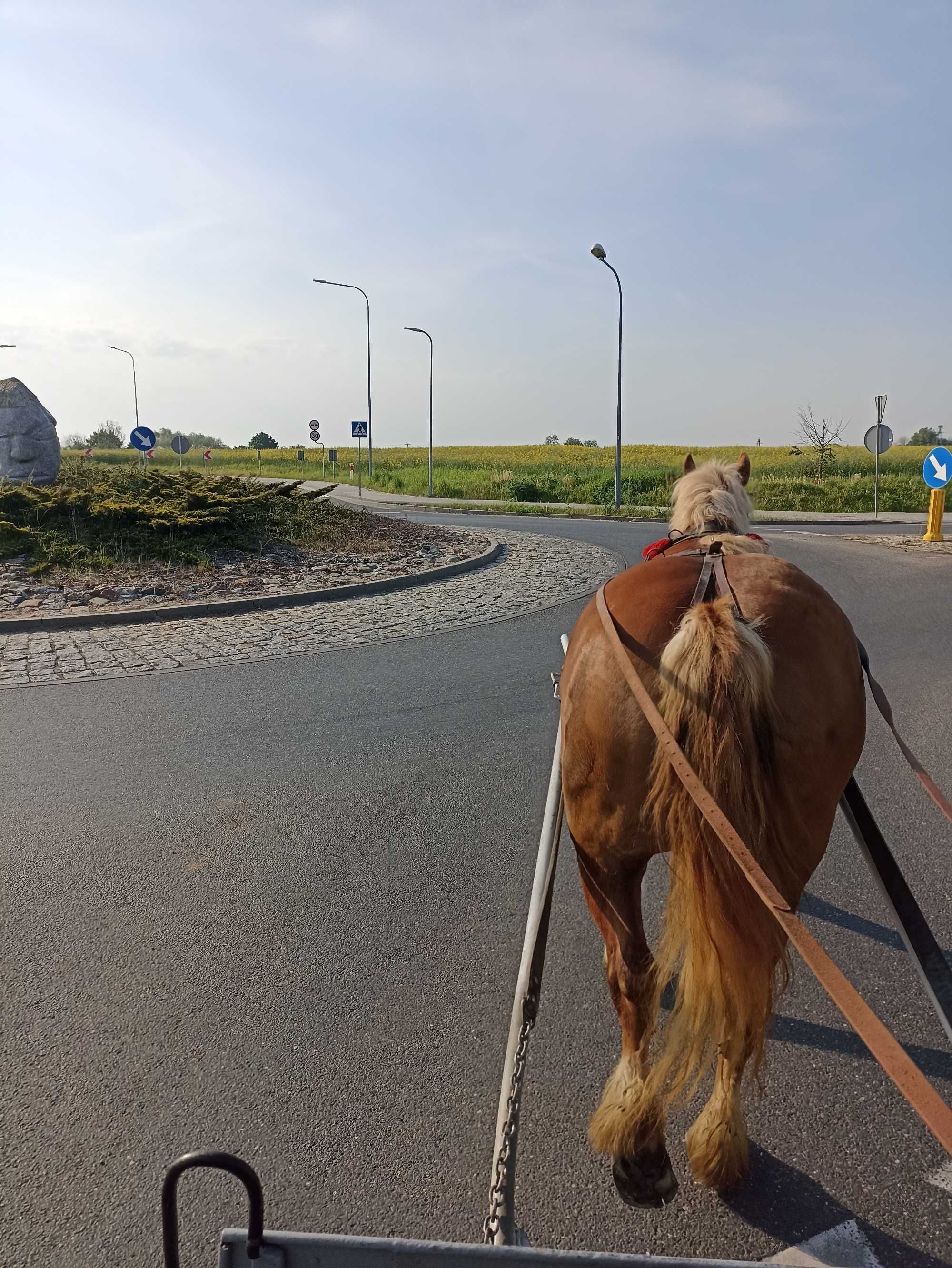 Sprzedam klacz zimnokrwistą