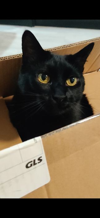 Zginął czarny kot. Nagroda 5000 zł.