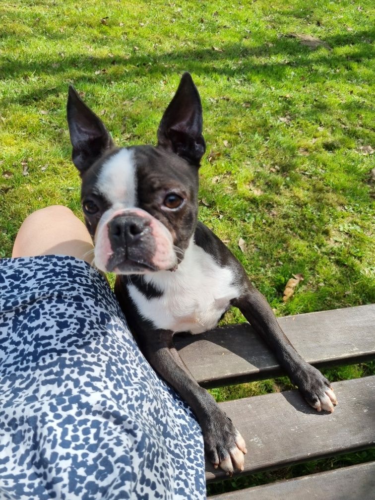 Boston terrier suczka