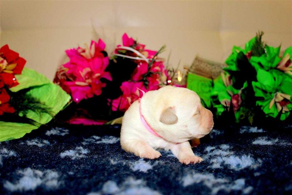 Клубные щенки Лабрадора ретривера