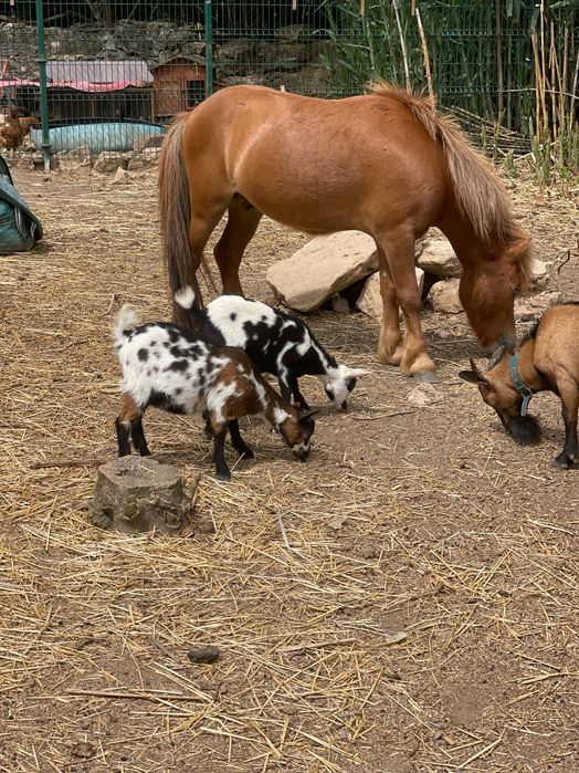 Festas para Crianças em Quinta com Animais