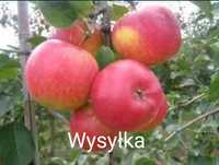 Drzewka Owocowe stare i nowe odmiany od producenta.