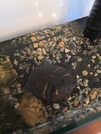 Żółw wodnolądowy