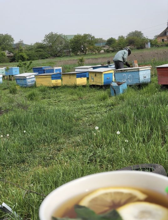 Вулики лежаки для бджіл